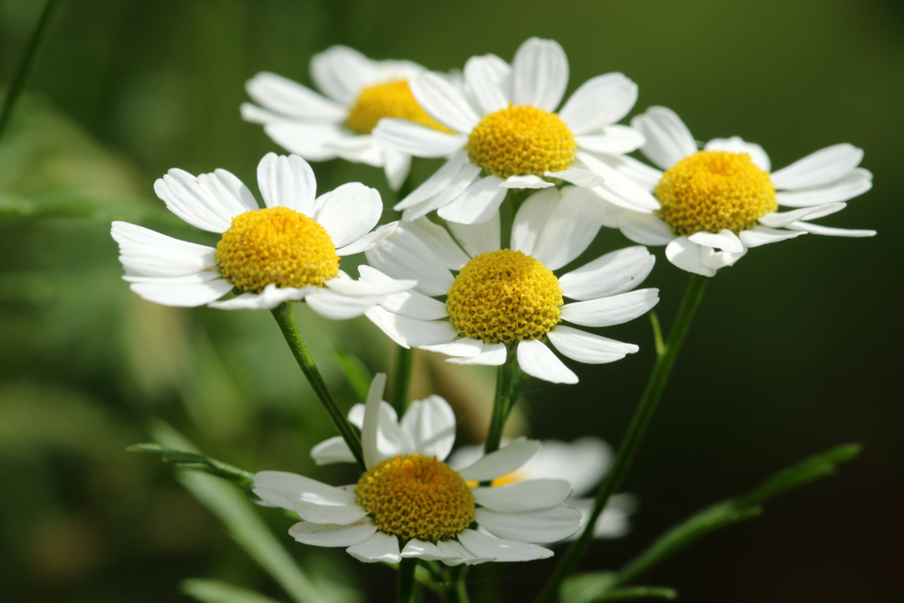 The 7 Best Medicinal Plants Used By Native Americans - Bio Prepper