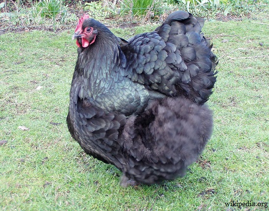 Raise Chickens For Meat And Eggs - Survivopedia