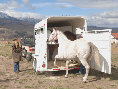 Horses . . . .  Horse-trailer-accessories-1