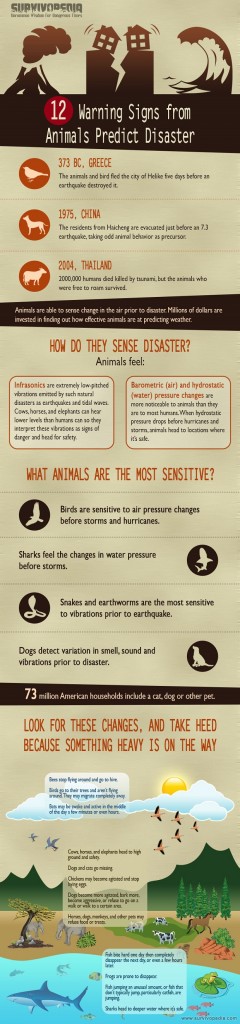 12 Animals Signs Which Save You From Disaster - Survivopedia