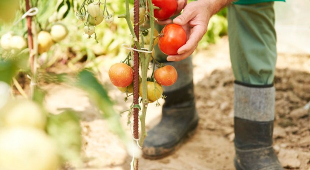 Store Bought to Home Grown – 6 Reasons to Grow Your Own Food - Survivopedia
