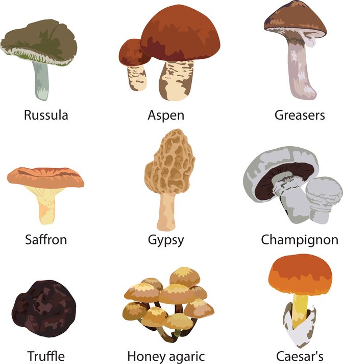 How To Recognize And Use Mushrooms For Food And Fire | Survivopedia