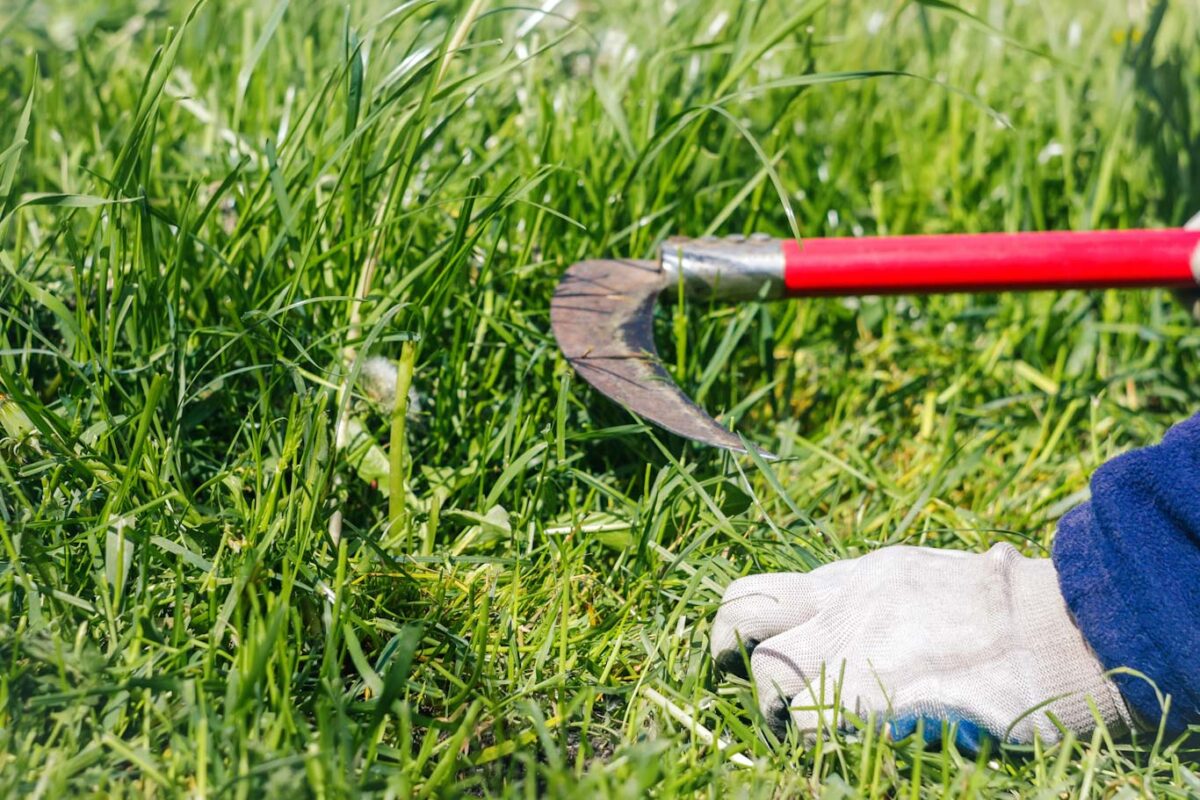 How To Slaughter And Clean A Chicken For Food - Survivopedia